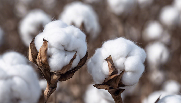 Open cotton bolls on the plant in a sunlit cotton field